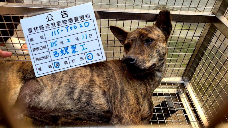 雲林縣流浪動物收容所,編號:442609, 混種犬          