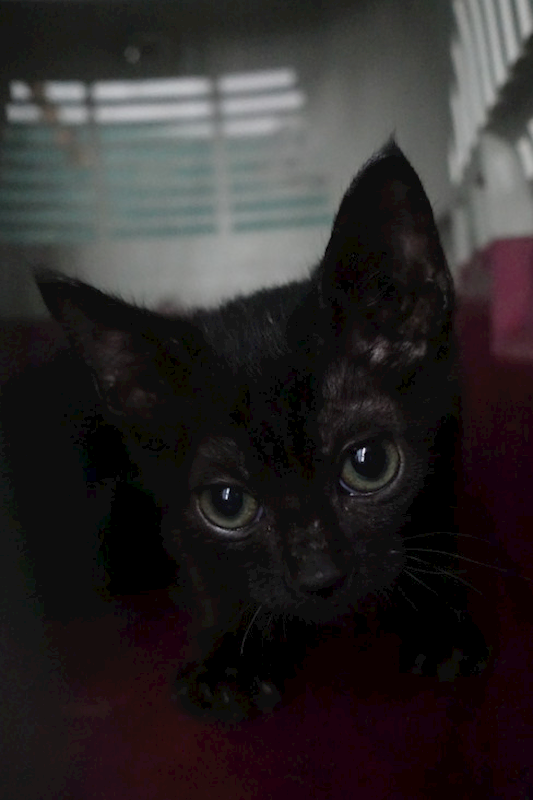 宜蘭縣流浪動物中途之家,編號:442714, 混種貓                 