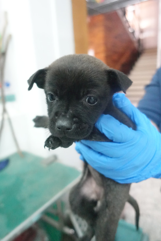 宜蘭縣流浪動物中途之家,編號:442706, 混種犬          