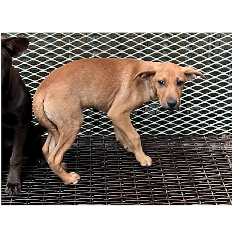 彰化縣流浪狗中途之家,編號:439813, 混種犬          