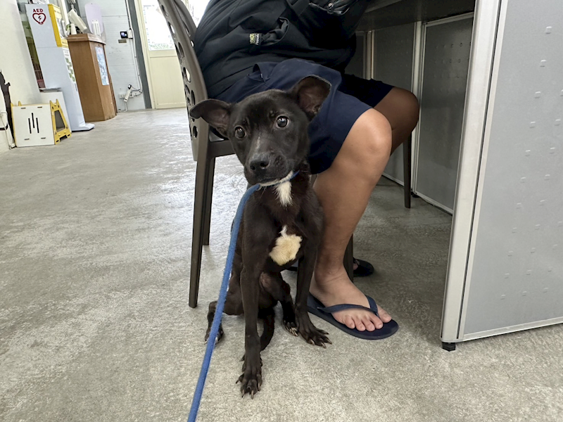 臺北市動物之家,編號:387049, 混種犬          