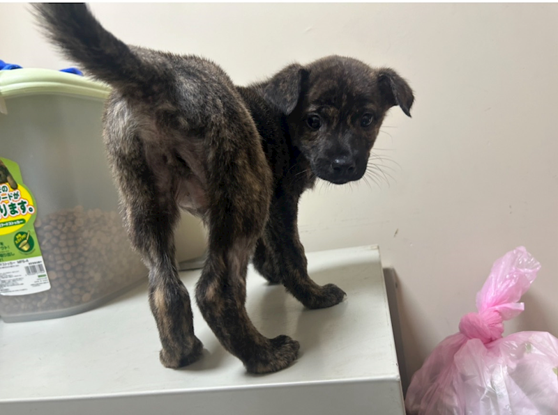 桃園市動物保護教育園區,編號:442665, 混種犬          