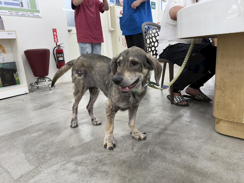 臺北市動物之家,編號:401326, 混種犬          
