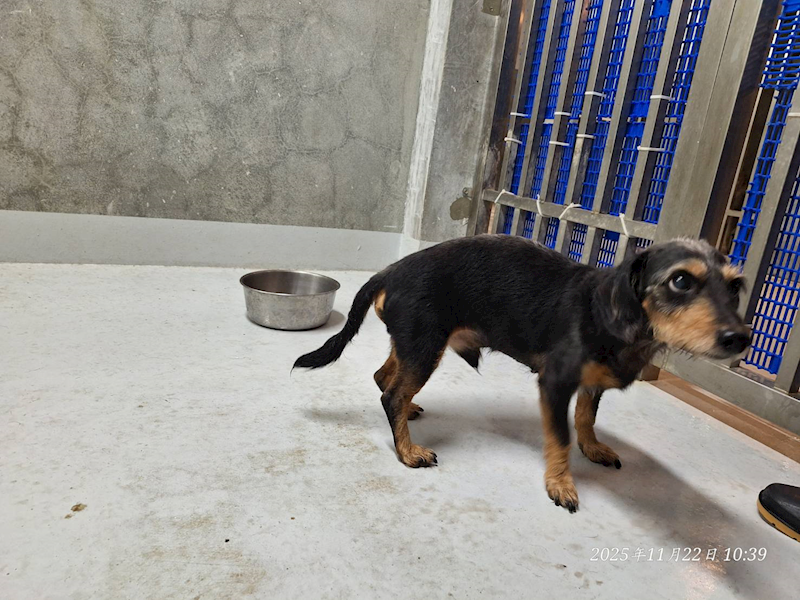 基隆市寵物銀行,編號:431950, 混種犬          