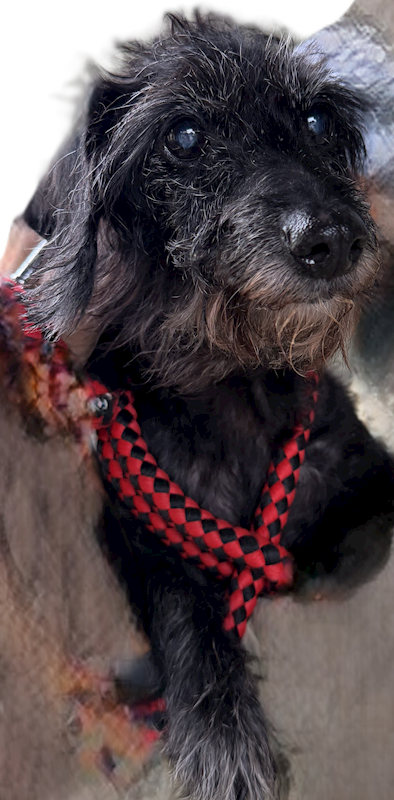 基隆市寵物銀行,編號:434822, 長毛臘腸