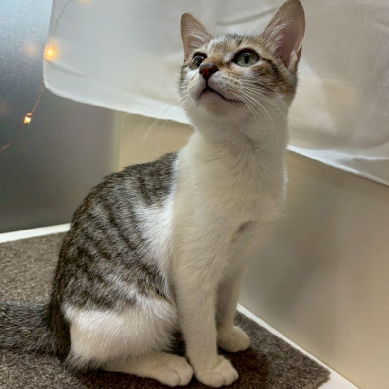 臺南市動物之家灣裡站,編號:435960, 混種貓                 