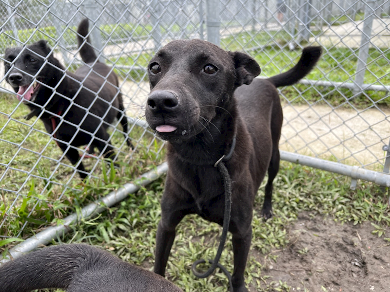 臺北市動物之家,編號:31236, 混種犬          