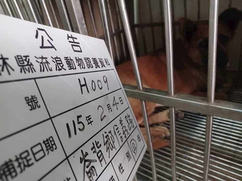 雲林縣流浪動物收容所,編號:442597, 混種犬          