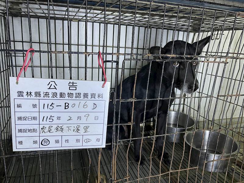 雲林縣流浪動物收容所,編號:442600, 混種犬          
