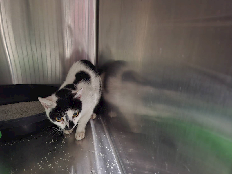 臺北市動物之家,編號:405064, 混種貓                 