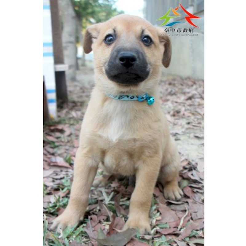 臺中市動物之家后里園區,編號:439538, 混種犬          