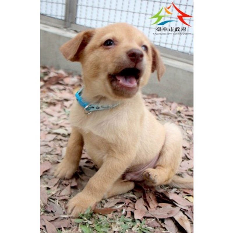 臺中市動物之家后里園區,編號:439540, 混種犬          