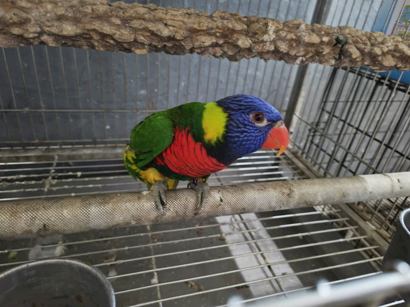 新竹市動物保護教育園區,編號:441911, 彩虹吸蜜鸚鵡