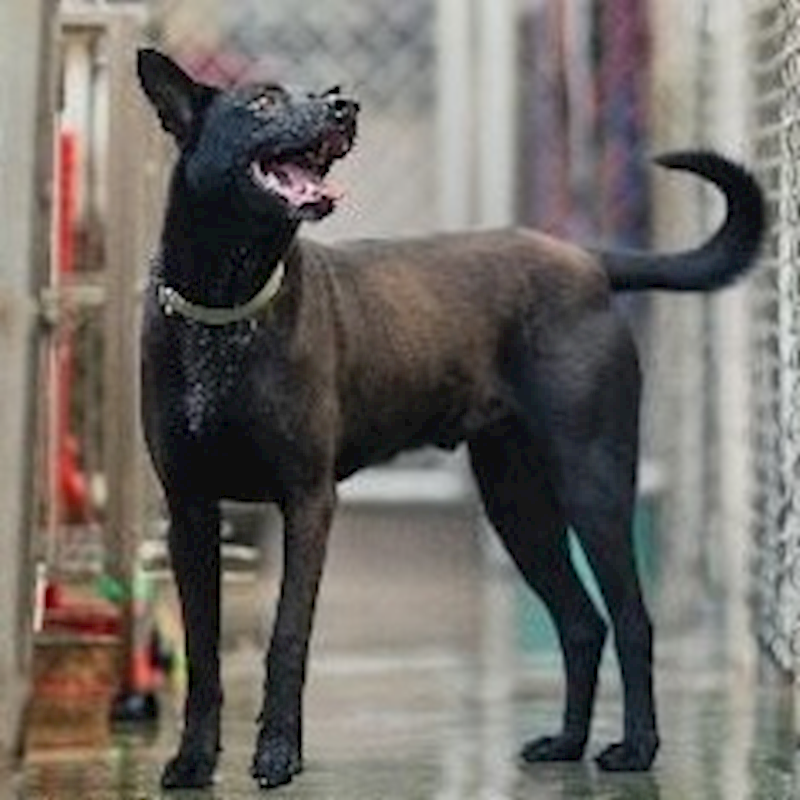 新北市淡水區公立動物之家,編號:87890, 混種犬          