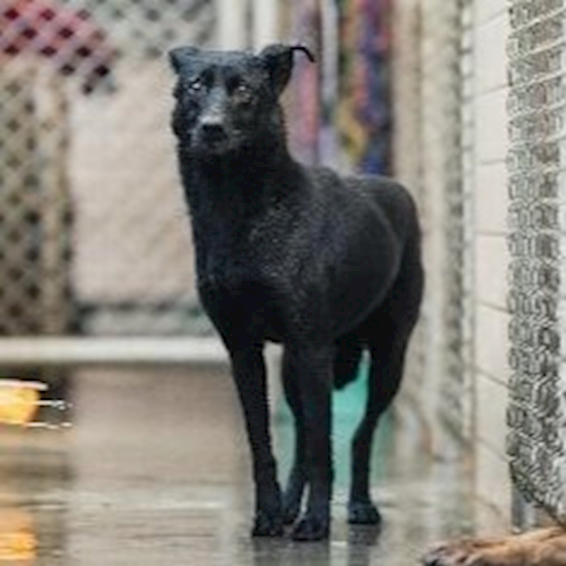 新北市淡水區公立動物之家,編號:47771, 混種犬          