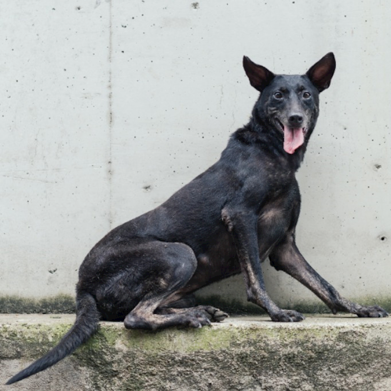 新北市淡水區公立動物之家,編號:47509, 混種犬          