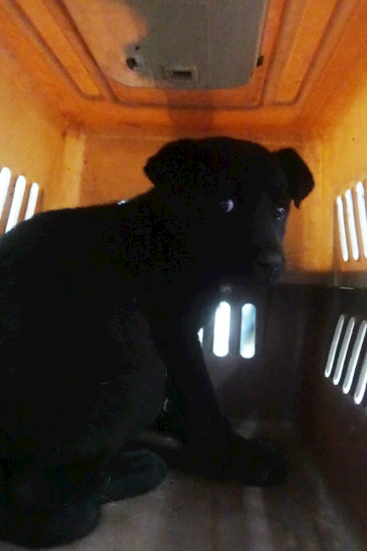 宜蘭縣流浪動物中途之家,編號:442834, 混種犬          