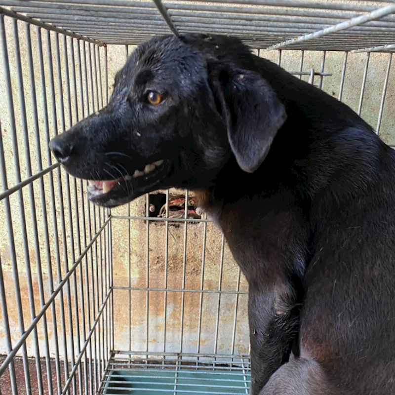 臺南市動物之家善化站,編號:442833, 混種犬          