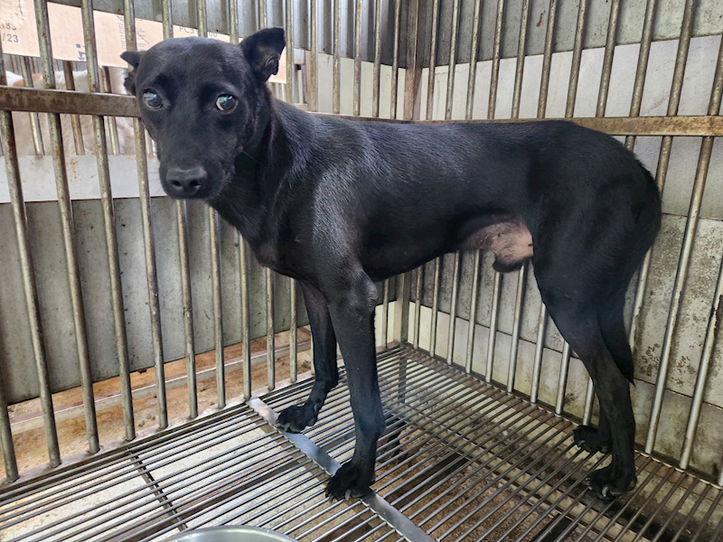 新北市淡水區公立動物之家,編號:377954, 混種犬          