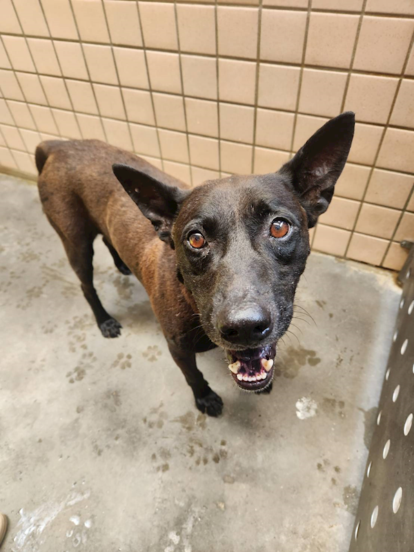 新北市淡水區公立動物之家,編號:412021, 混種犬          