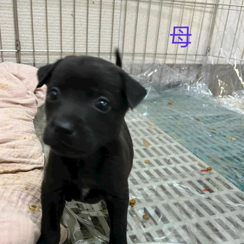 新北市瑞芳區公立動物之家,編號:442828, 混種犬          