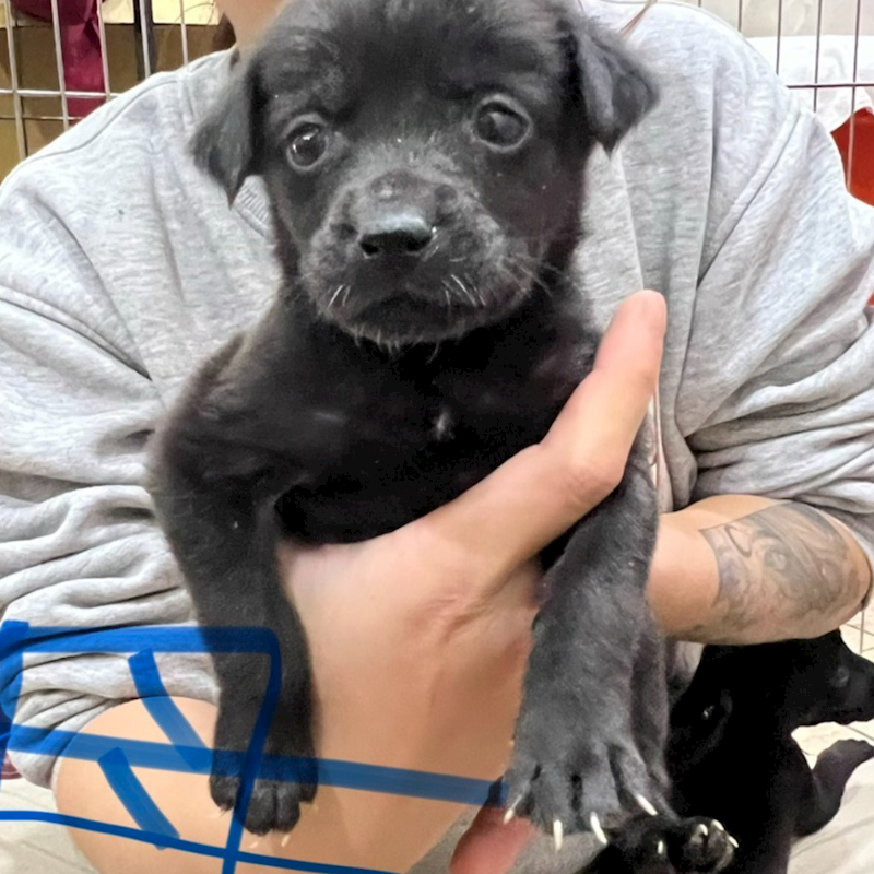 新北市瑞芳區公立動物之家,編號:442827, 混種犬          