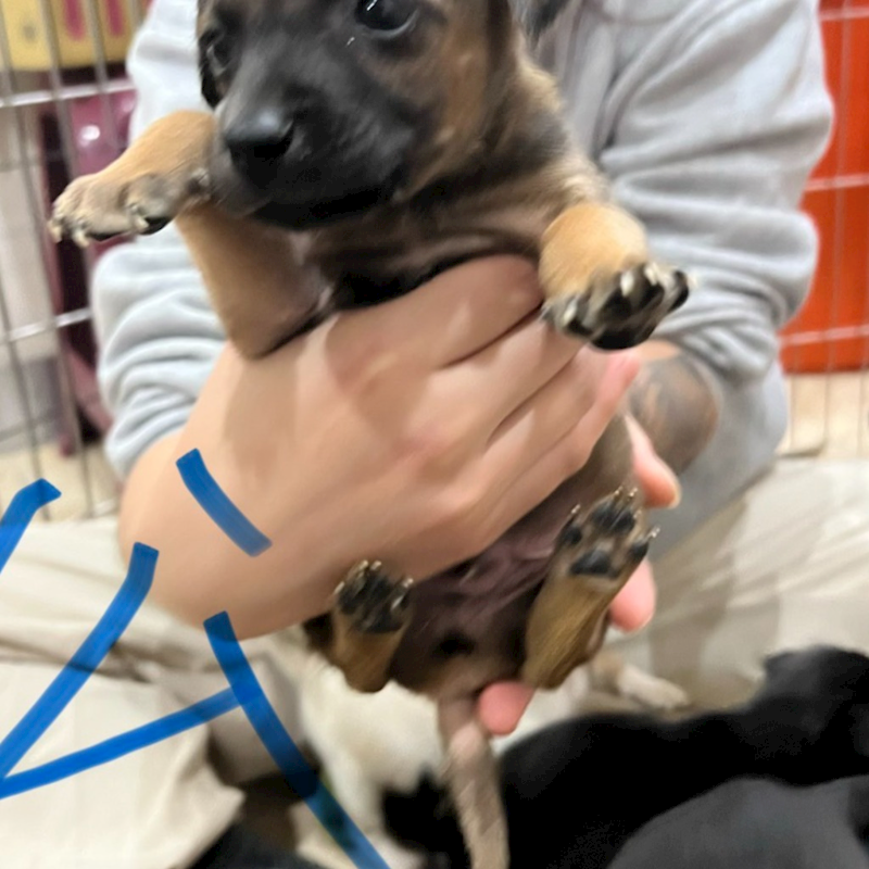 新北市瑞芳區公立動物之家,編號:442824, 混種犬          