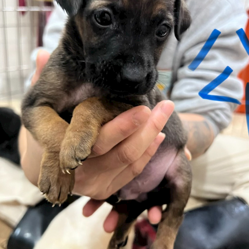 新北市瑞芳區公立動物之家,編號:442823, 混種犬          