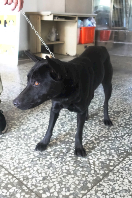 宜蘭縣流浪動物中途之家,編號:442809, 混種犬          