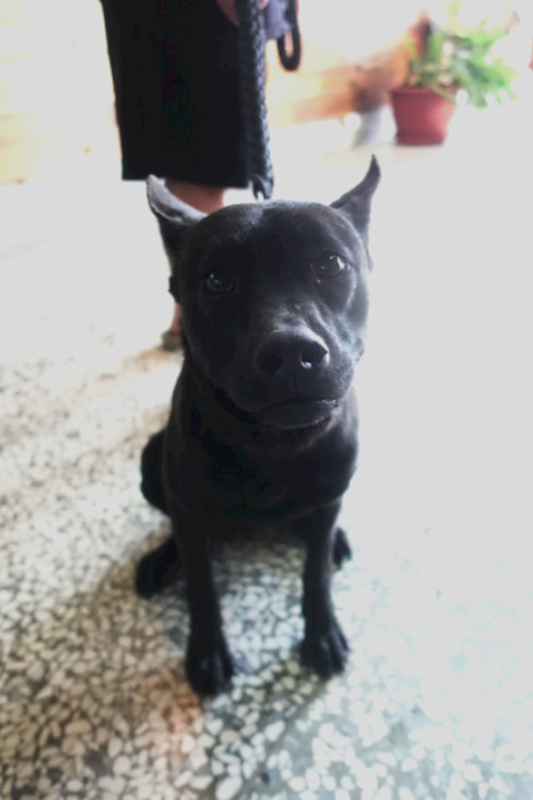 宜蘭縣流浪動物中途之家,編號:442808, 混種犬          