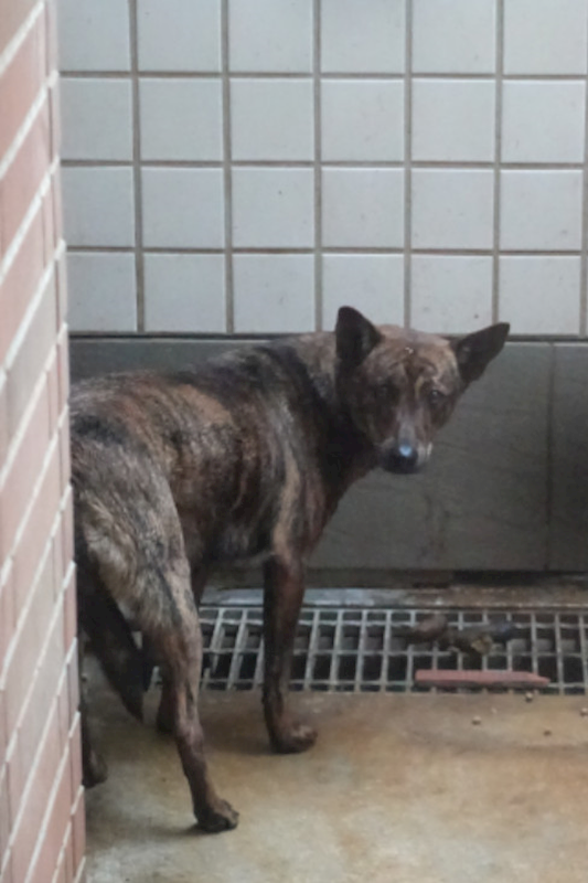 宜蘭縣流浪動物中途之家,編號:442703, 混種犬          