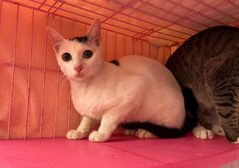 臺北市動物之家,編號:378207, 混種貓                 