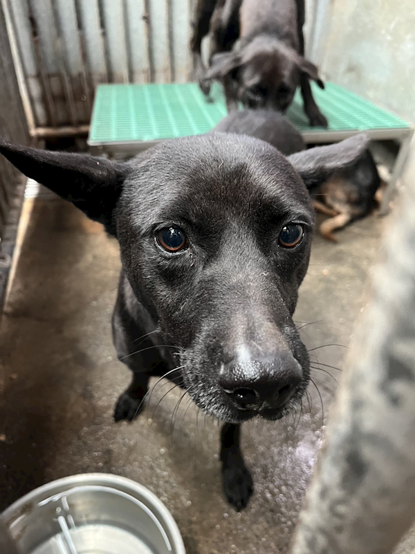 彰化縣流浪狗中途之家,編號:439104, 混種犬          