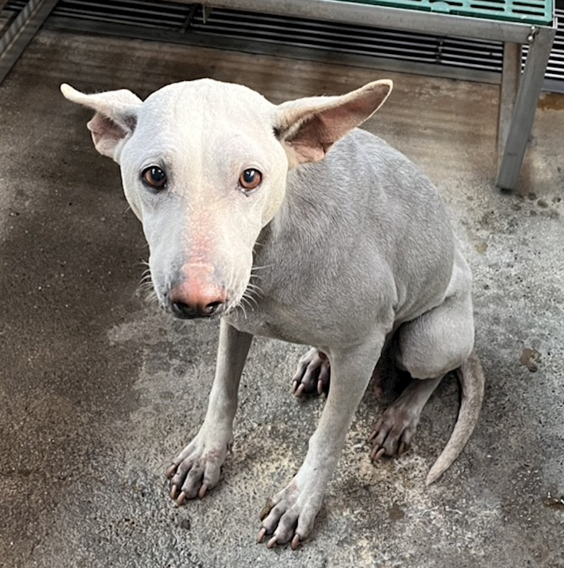 彰化縣流浪狗中途之家,編號:442008, 混種犬          
