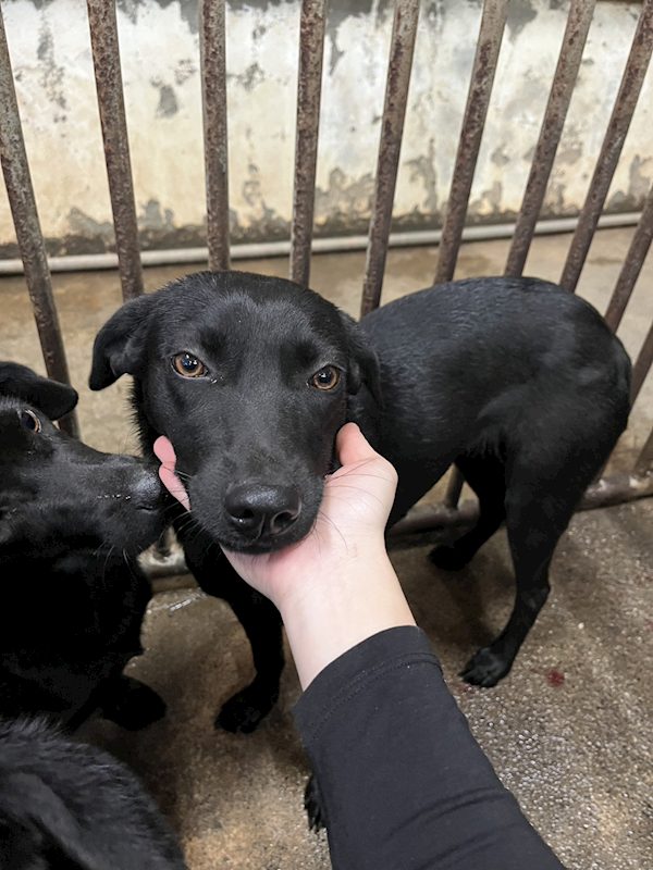 彰化縣流浪狗中途之家,編號:438956, 混種犬          