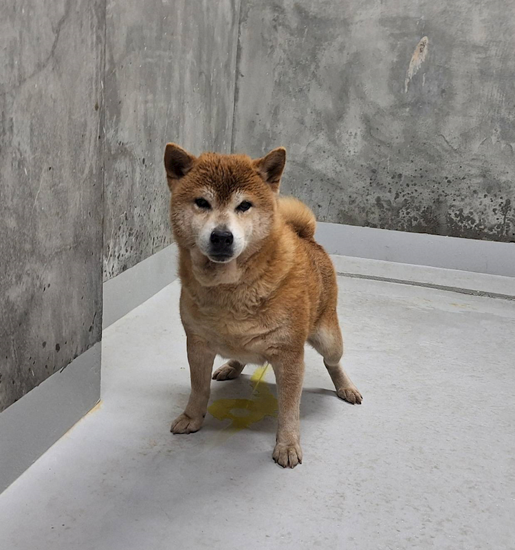 基隆市寵物銀行,編號:439827, 柴犬                  