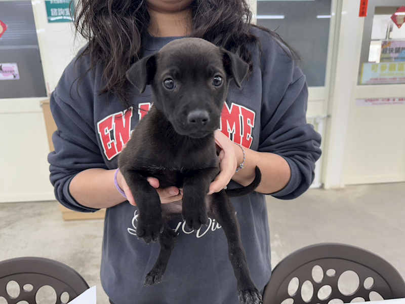 臺北市動物之家,編號:442670, 混種犬          