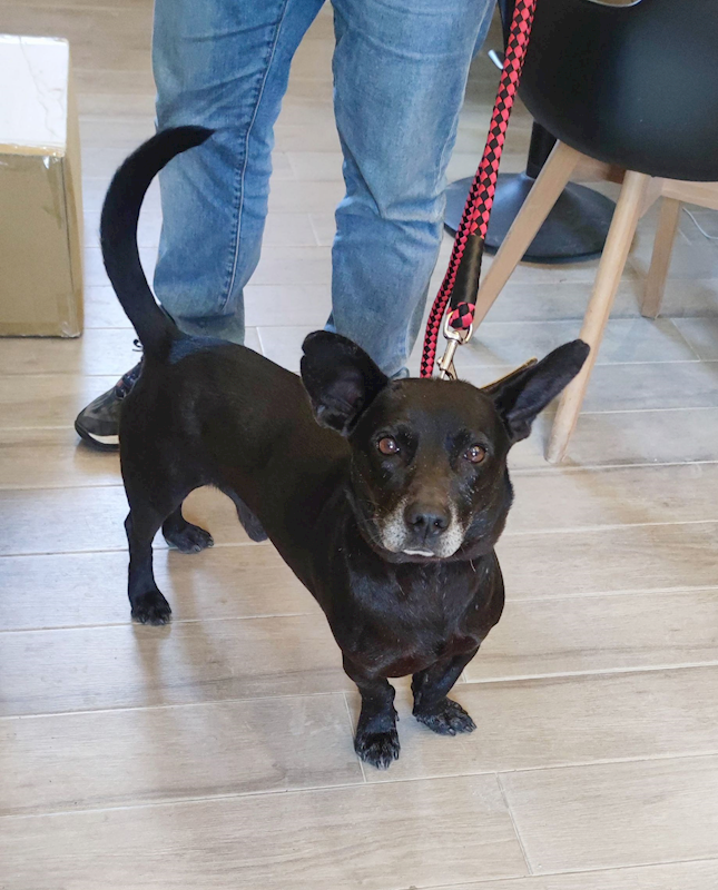 新北市中和區公立動物之家,編號:442860, 混種犬          