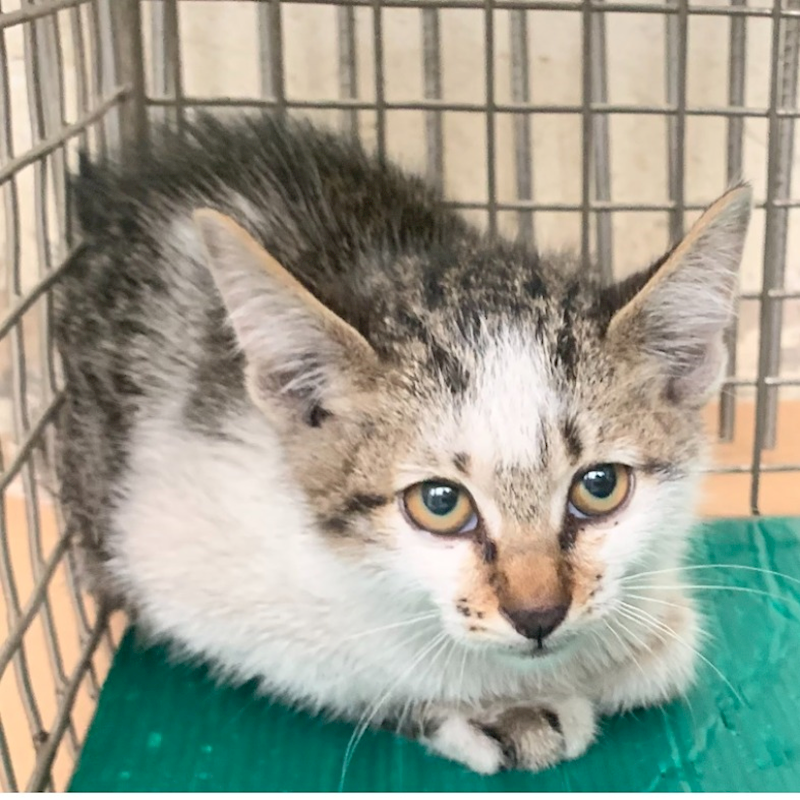 臺北市動物之家,編號:436826, 混種貓                 