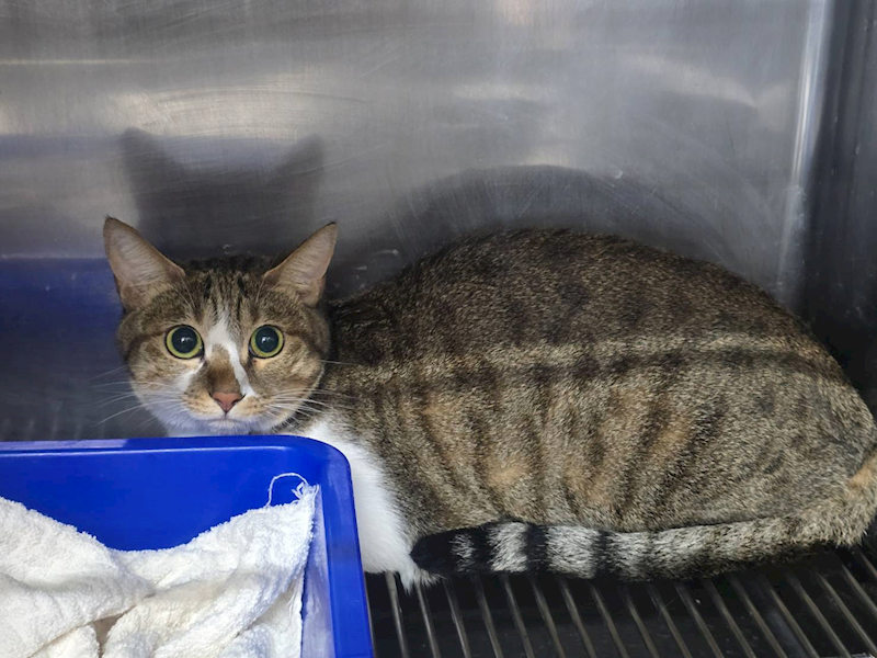 臺北市動物之家,編號:418803, 混種貓                 