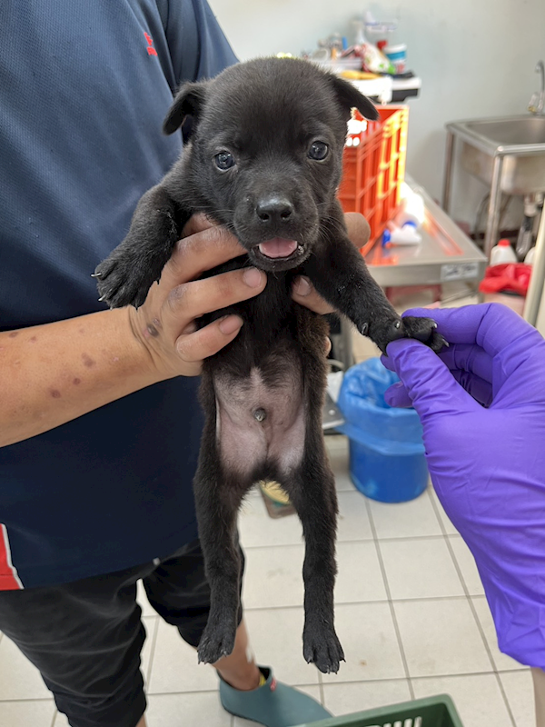 彰化縣流浪狗中途之家,編號:442899, 混種犬          