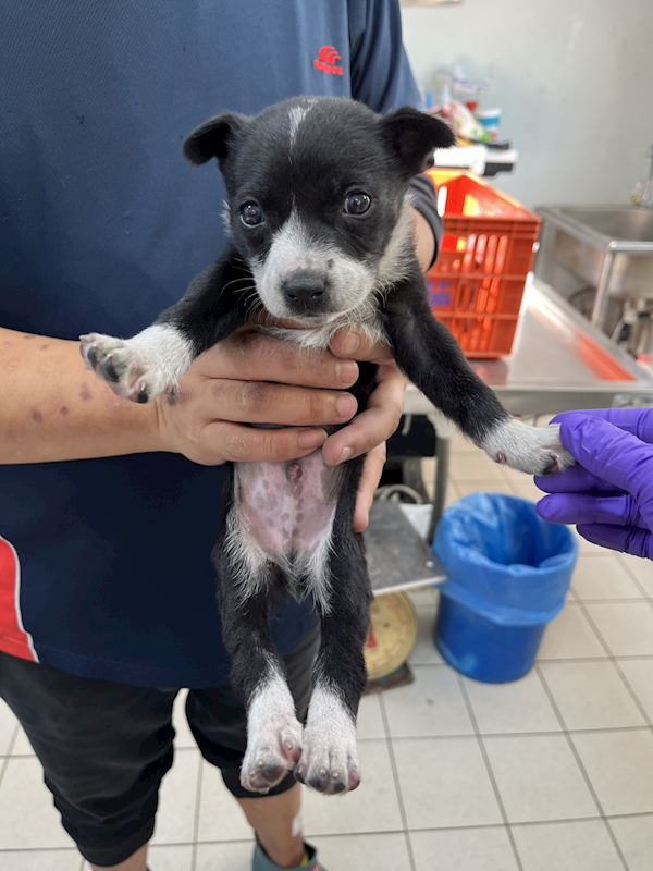 彰化縣流浪狗中途之家,編號:442897, 混種犬          