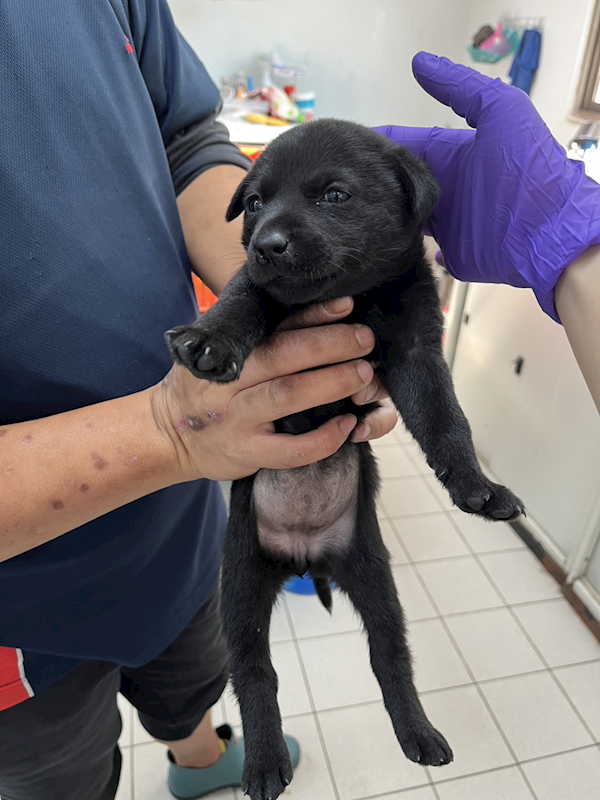 彰化縣流浪狗中途之家,編號:442896, 混種犬          