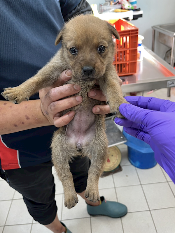 彰化縣流浪狗中途之家,編號:442895, 混種犬          