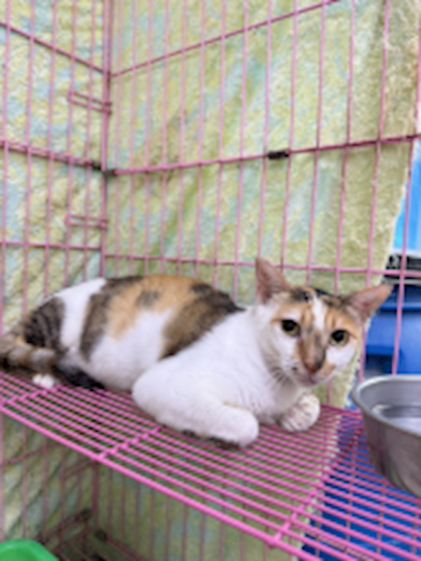 新北市八里區公立動物之家,編號:442549, 混種貓                 