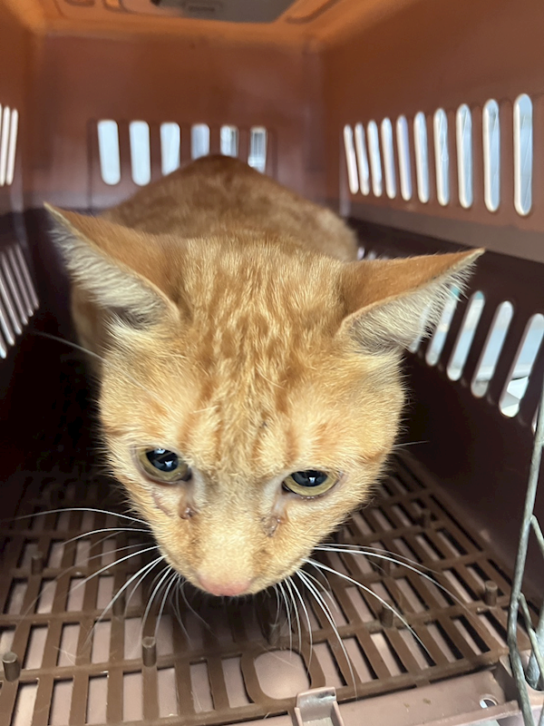 新北市五股區公立動物之家,編號:442903, 混種貓                 