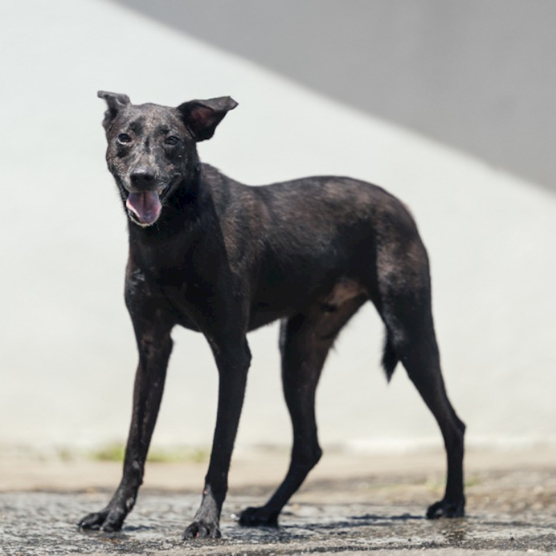 新北市新店區公立動物之家,編號:271643, 混種犬          