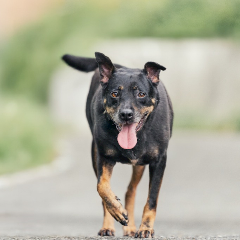 新北市新店區公立動物之家,編號:48247, 混種犬          