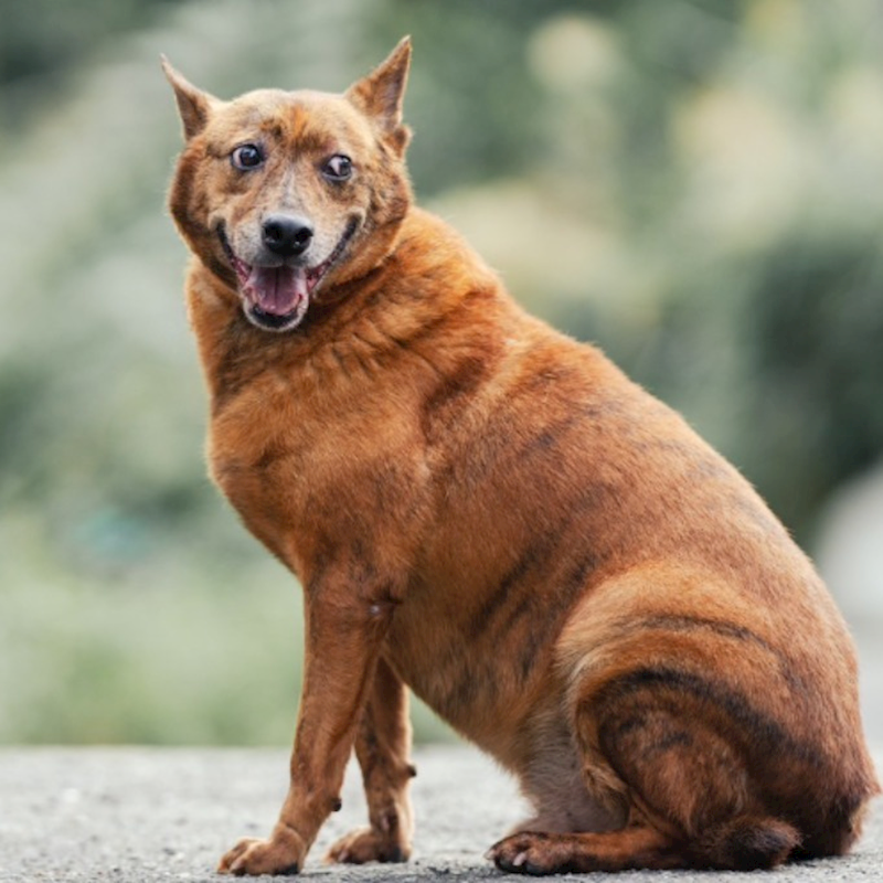新北市新店區公立動物之家,編號:255135, 混種犬          