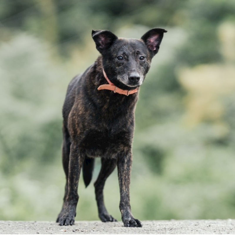 新北市新店區公立動物之家,編號:48248, 混種犬          